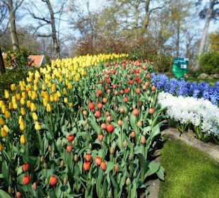 Blumenpracht im Keukenhof