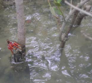 I granchi tra le mangrovie