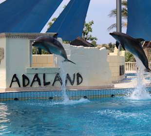 Neben dem Adaland, Delphinshow und Delphinschwimme