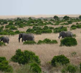 Safari