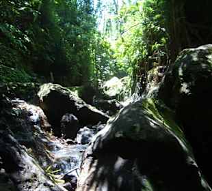 Wanderung durch Regenwald