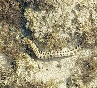 Schnorcheln Marsa Alam