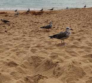 Praia de Nossa Senhora da Rocha