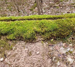 Das Moos dichtet noch mehr ab