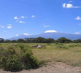 Zebras vor dem Kilimandscharo