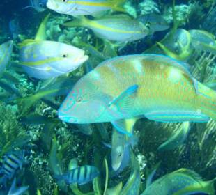 Schnorcheln - Paradies-Island