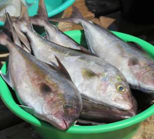 Fischmarkt in Santa Maria