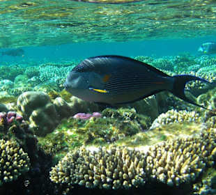 Arabischer Doktorfisch