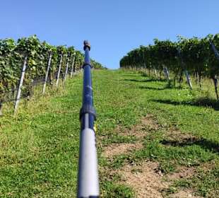 Wandern im Weingarten - steil bergauf