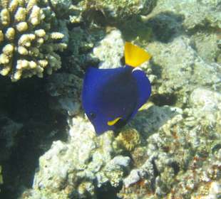 Blauer Segelflossendoktor