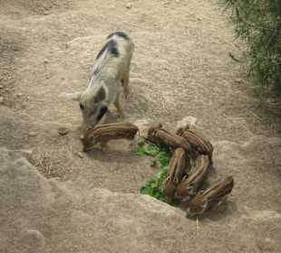 Tierpark/Dörferfahrt
