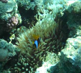 Nemo