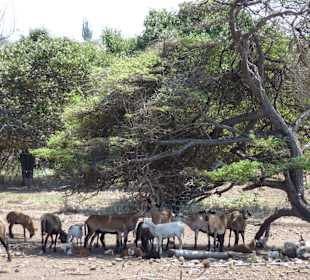 Straußenfarm: Ziegen gibt's hier u.a. auch