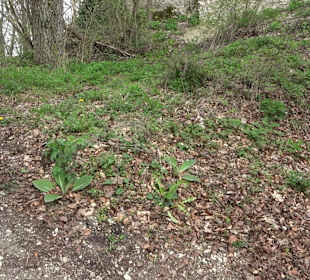 Wanderung rund um das Rusenschloss Gerhausen
