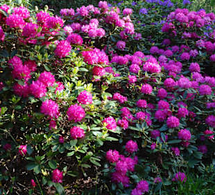 Hauptblüte im Rhododendronpark Bremen