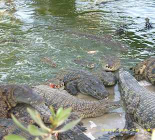 Blick auf die Krokodile