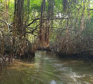 Mangrovenfahrt