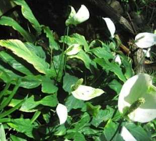 Cycas circinalis, Queen-Sago-Palme