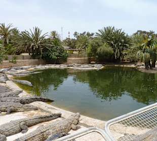 Krokodilfarm Animalia