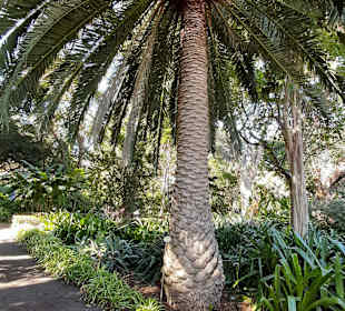 Botanischer Garten Puerto de la Cruz