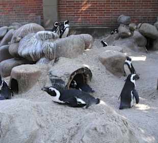 Pinguine
