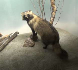 Museum Jagdtier + Vogelkunde