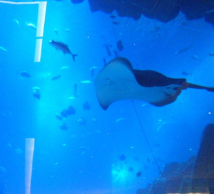 Riesenaquarium in der Dubai Mall