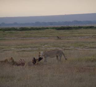 Löwen haben ein Gnu gerissen