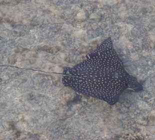 Hausriff-Schnorcheln Hotel Tulip Resort