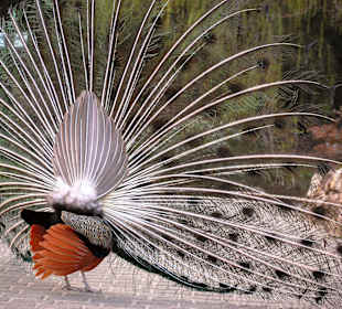 Pfau
