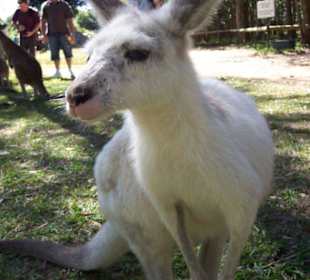 Ein Albino Socceroo