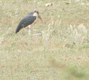 Tsavo West Nationalpark