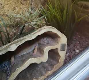 Happ Reptilien Zoo