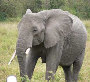 Elefant hautnah