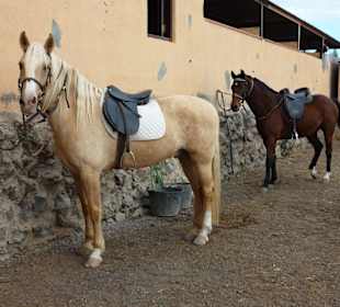 Horseback Riding