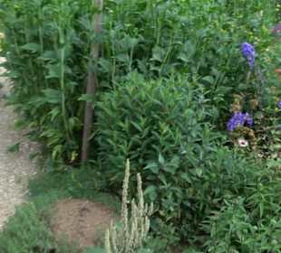 ALB-GOLD Naturgarten