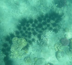 Морские ежи