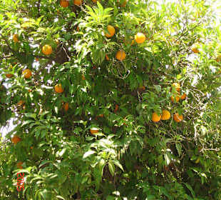 Oragenbaum