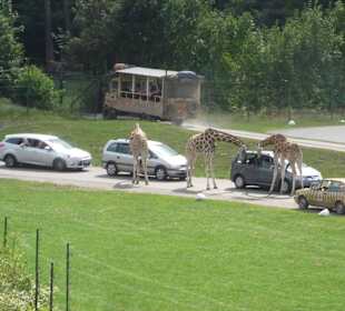 Achtung - die futtern alles!