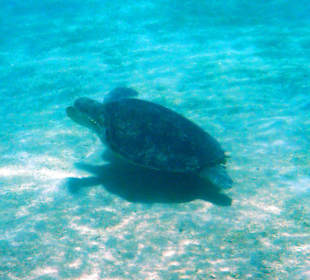 Besucher am Korallenriff