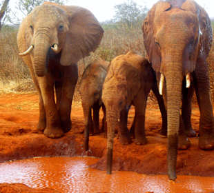 Safari Tsavo East