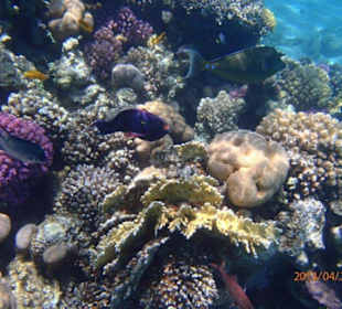 Coral reef 