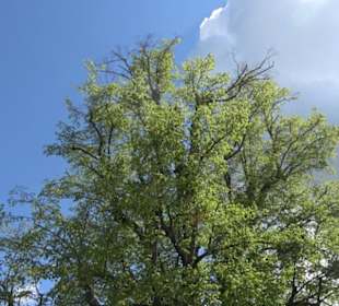 Bodelshausener Geschichtspfad