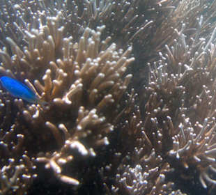 Das Hausriff Hotel Coral Cove Chalet