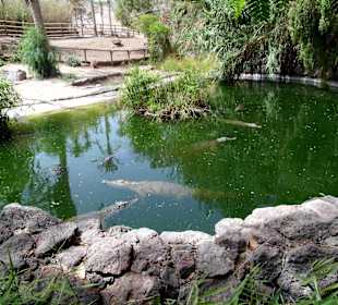 Oasis Park - Fuerteventura