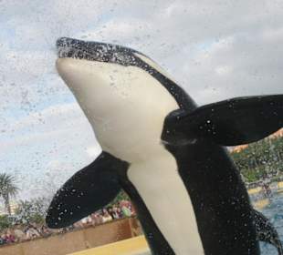 Orcas im Loro Parque