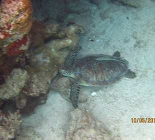 Schnorcheln Marsa Alam