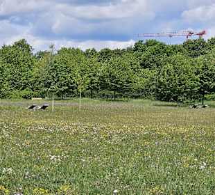 Blumenwiese/Ruhewiese