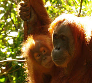 Orang Utan 