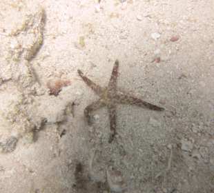 Schnorcheln Marsa Abu Galawa Hurghada